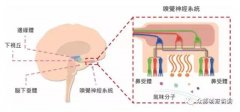 气味营销潜在价值巨大，餐饮人该怎样利用？